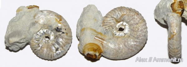 аммониты, юра, микроконхи, кимеридж, ушки, устье, Ammonites, Sutneria, Aspidoceratidae, Aspidoceratinae, Sutneria eumela, Microconchs, lappets, Kimmeridgian, Jurassic, Upper Jurassic