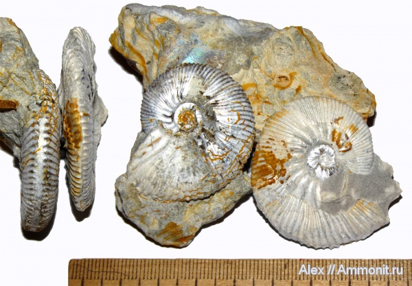 юра, кимеридж, Aulacostephanus, Липицы, Aulacostephanidae, Kimmeridgian, Jurassic, Upper Jurassic