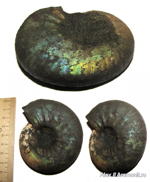 аммониты, юра, волжский ярус, Subcraspedites, Ammonites, зона Kachpurites fulgens, Volgian, Jurassic