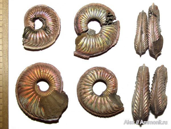 аммониты, юра, оксфорд, Amoeboceras, Amoeboceras alternoides, Cardioceratidae, Ammonites, Oxfordian, Jurassic