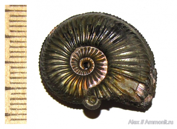 аммониты, юра, оксфорд, Марково, Amoeboceras, Ammonites, Oxfordian, Jurassic