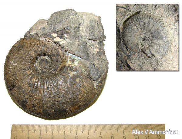 аммониты, юра, Kosmoceras, Cardioceras, оксфорд, келловей, Kosmoceras rowlstonense, Ammonites, МДЭБЦ, МГСЮН, Oxfordian, Callovian, Jurassic, Middle Jurassic