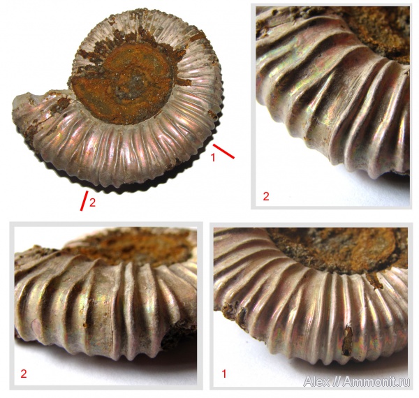 аммониты, юра, келловей, Peltoceras, Дубки, устье, Ammonites, Peltoceratinae, Aspidoceratidae, Megastriae, Callovian, Jurassic, Middle Jurassic