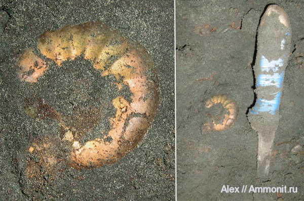 аммониты, Kachpurites, волжский ярус, Ammonites, Garniericeratinae, Volgian