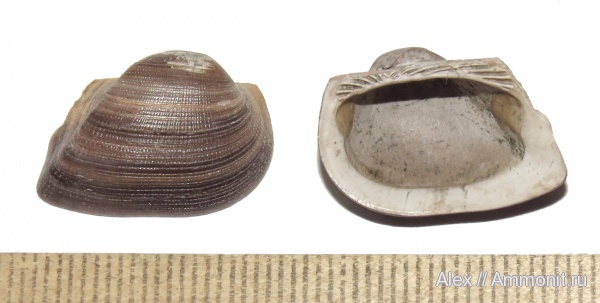 юра, Пески, оксфорд, Grammatodon, Grammatodon pictum, Oxfordian, Jurassic