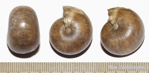 аммониты, пермь, Waagenina, Goniatitida, артинский ярус, Ammonites, Waagenina subinterrupta, Vidrioceratidae, Permian