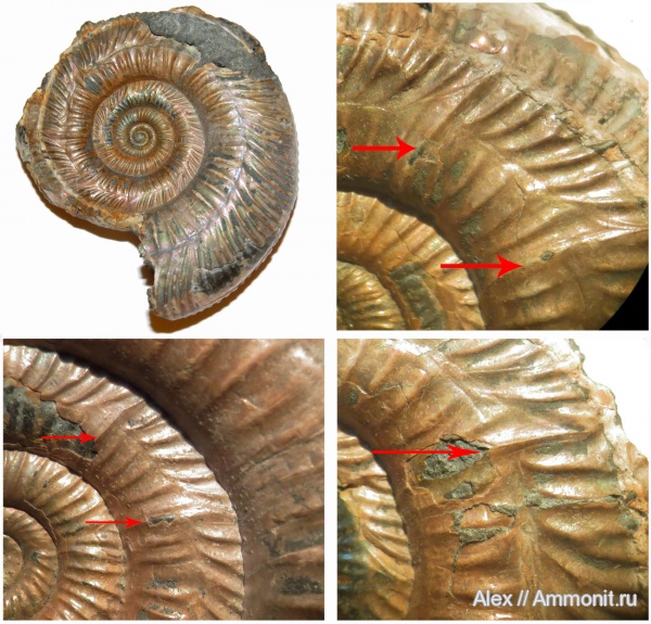 аммониты, Binatisphinctes, келловей, Perisphinctidae, прижизненные повреждения, Ammonites, Megastriae, ammonoid sublethal injuries, Callovian, Middle Jurassic