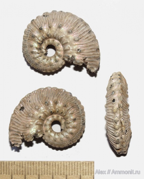 Kosmoceras, прижизненные повреждения, Kosmoceratidae, ammonoid sublethal injuries