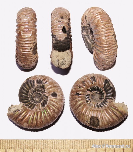 аммониты, юра, оксфорд, нижний оксфорд, Perisphinctidae, Ammonites, parabolae, Properisphinctes, Properisphinctes orbignyi, Oxfordian, Lower Oxfordian, Jurassic