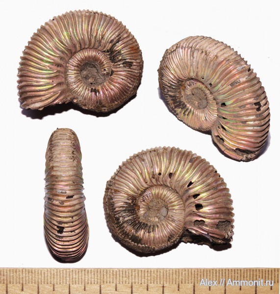 аммониты, юра, микроконхи, Peltoceras, нижний оксфорд, Ammonites, Peltoceratinae, Aspidoceratidae, Microconchs, Lower Oxfordian, Jurassic