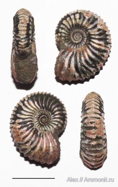 Amoeboceras, верхний оксфорд, прижизненные повреждения, ammonoid sublethal injuries, forma circumdata, Oxfordian, Upper Oxfordian