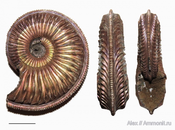 Amoeboceras, Amoeboceras transitorium