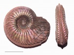 Amoeboceras cf. alternoides