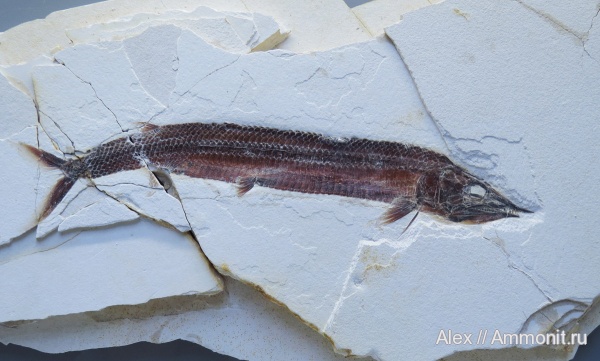 музеи, Jura-Museum Eichstätt, Aspidorhynchus sanzenbacheri, Aspidorhynchus, Aspidorhynchidae