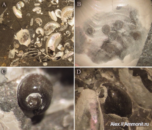 аммониты, гастроподы, яйца, Ammonites, Sinzovia