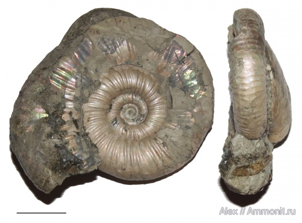 микроконхи, Choffatia, parabolae, Microconchs