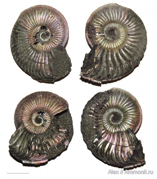 Amoeboceras, Amoeboceras alternoides