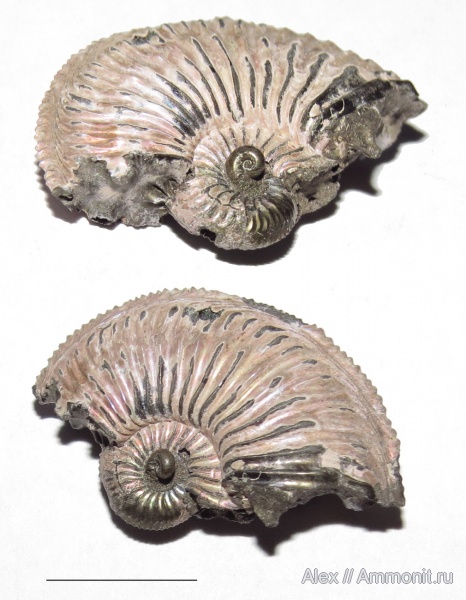 Amoeboceras, Amoeboceras alternoides