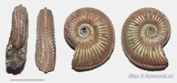 Amoeboceras, Amoeboceras alternoides, forma undaticarinata