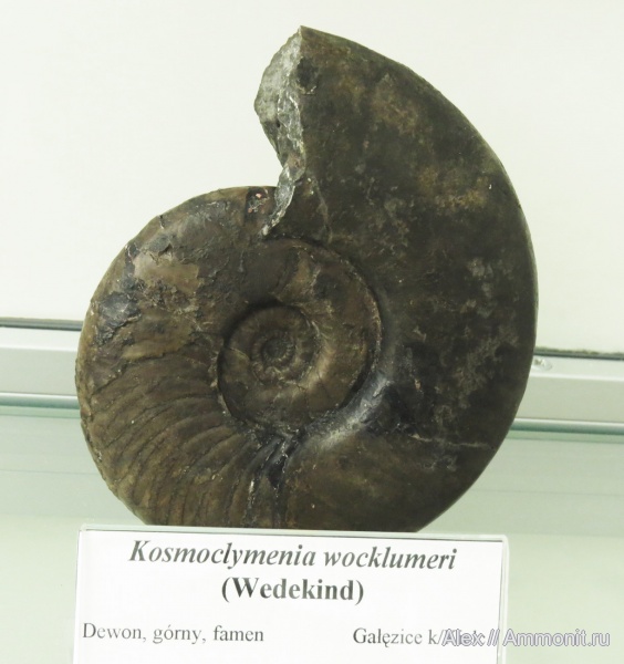 музеи, Clymeniida, Polish Geological Institute, Kosmoclymenia, Kosmoclymenia wocklumeri