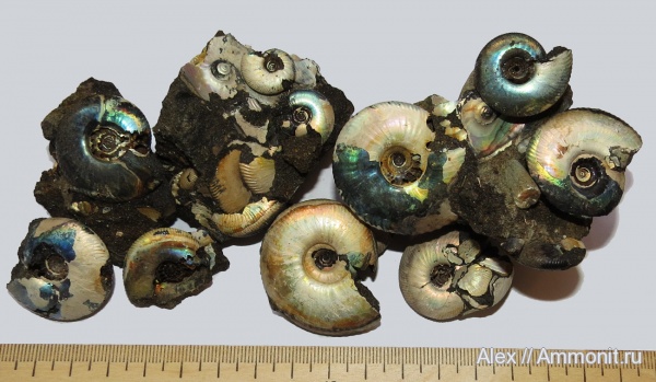 аммониты, юра, волжский ярус, Craspedites, Craspedites nekrassovi, Ammonites, Craspeditidae, Volgian, Jurassic