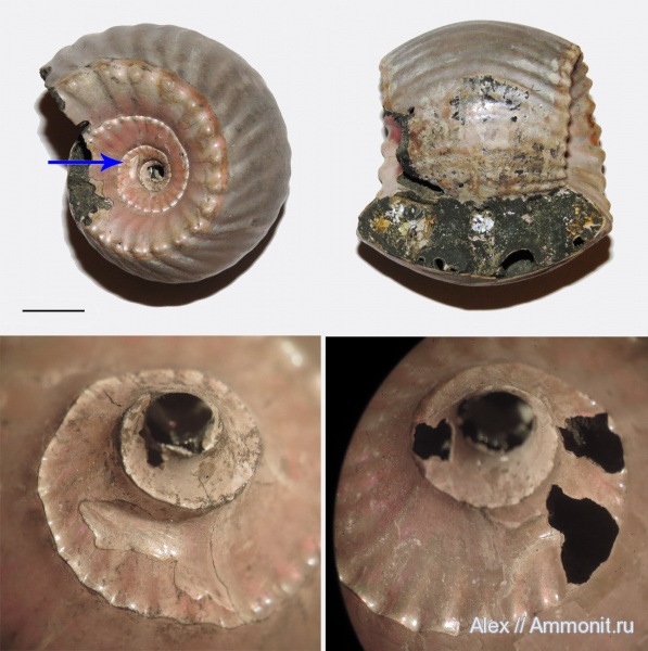 Erymnoceras, прижизненные повреждения, Erymnoceras doliforme, ammonoid sublethal injuries, forma substructa