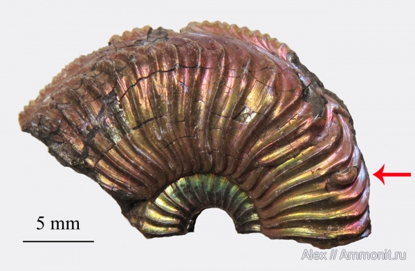 Amoeboceras, прижизненные повреждения, Amoeboceras alternoides, forma fenestra, ammonoid sublethal injuries