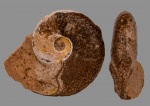 Cleviceras elegans