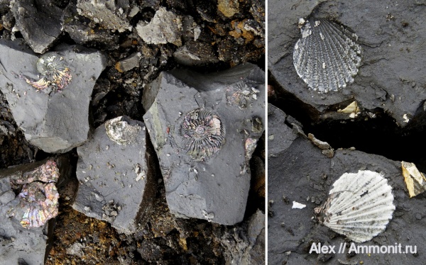 Cardioceras, Lower Oxfordian