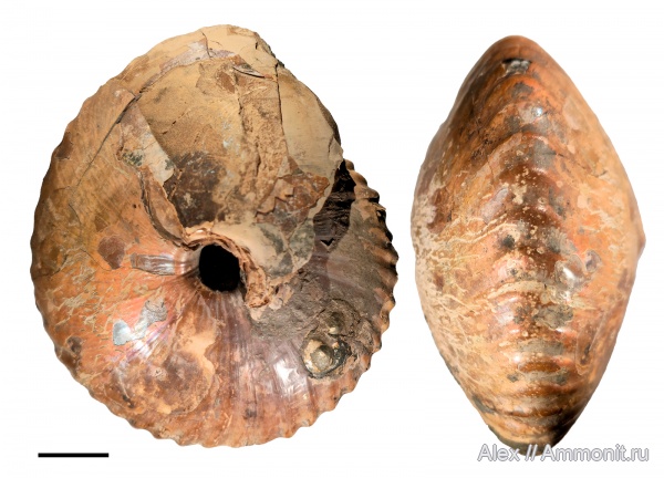 макроконхи, нижний келловей, Chamoussetia, Cadochamoussetia, Cadochamoussetia uzhovkensis, Chamoussetia stuckenbergii