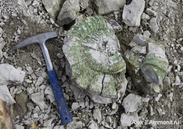 макроконхи, Perisphinctes, Perisphinctidae