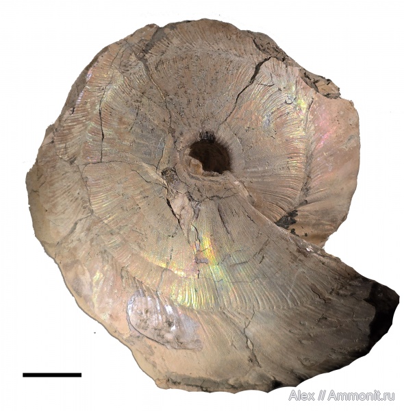 прижизненные повреждения, Cadochamoussetia, Cadochamoussetia subpatruus, ammonoid sublethal injuries