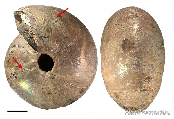 прижизненные повреждения, Cadochamoussetia, Cadochamoussetia surensis, ammonoid sublethal injuries