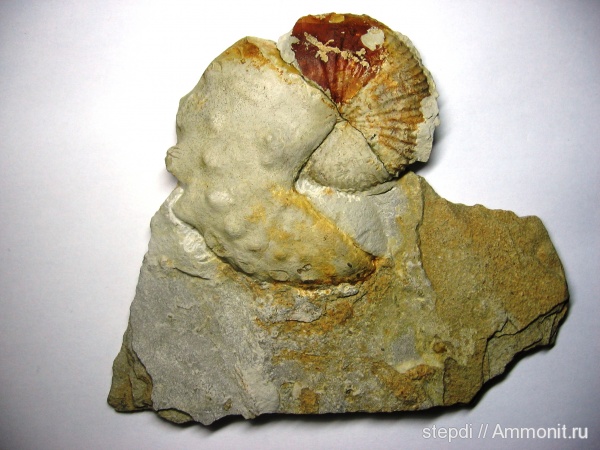 аммониты, гетероморфные аммониты, меловой период, Ammonites, кампан, Scaphitidae, Scaphites, Scaphites gibbus, Campanian, Cretaceous, heteromorph ammonites