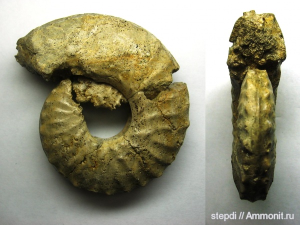 аммониты, меловой период, верхний мел, сеноман, Schloenbachia, Ammonites, Cenomanian, Cretaceous, Upper Cretaceous