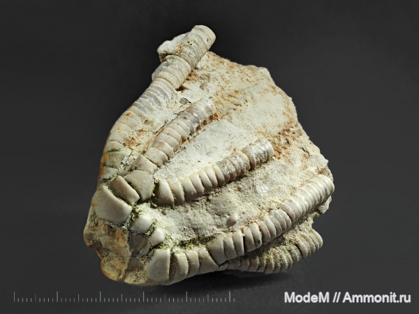 Pegocrinus