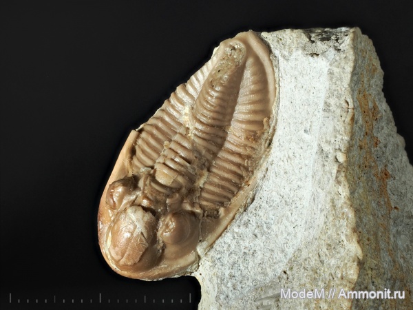 Ditomopyge, Ditomopyge zhirnovskiensis