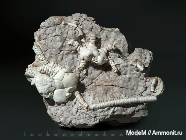 Cromyocrinus, Allosocrinus