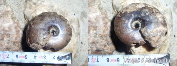 юра, келловей, Rondiceras milaschevici, Ивановская область, Callovian, Jurassic, Middle Jurassic