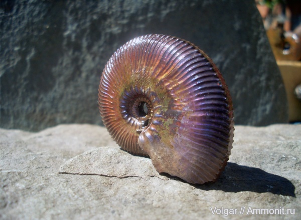 аммониты, моллюски, Kosmoceras, головоногие моллюски, Kosmoceras jason, Ammonites, Ивановская область