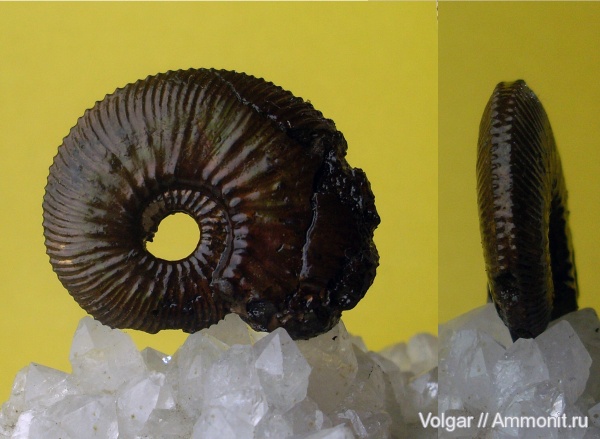 аммониты, юра, головоногие моллюски, келловей, Kosmoceratidae, Gulielmiceras jenceni, Ammonites, Ивановская область, Callovian, Jurassic, Middle Jurassic