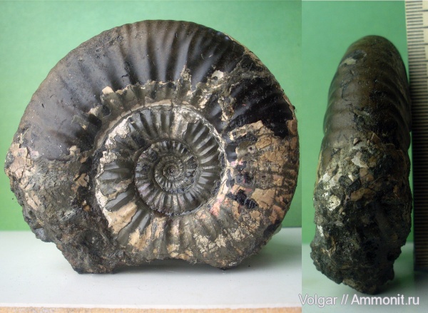 аммониты, юра, мезозой, келловей, Choffatia, Ammonites, Ивановская область, Grossouvria, Callovian, Jurassic, Middle Jurassic