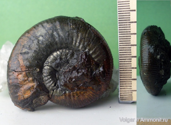 аммониты, юра, мезозой, Choffatia, Perisphinctidae, Ammonites, Ивановская область, Grossouvria, Jurassic