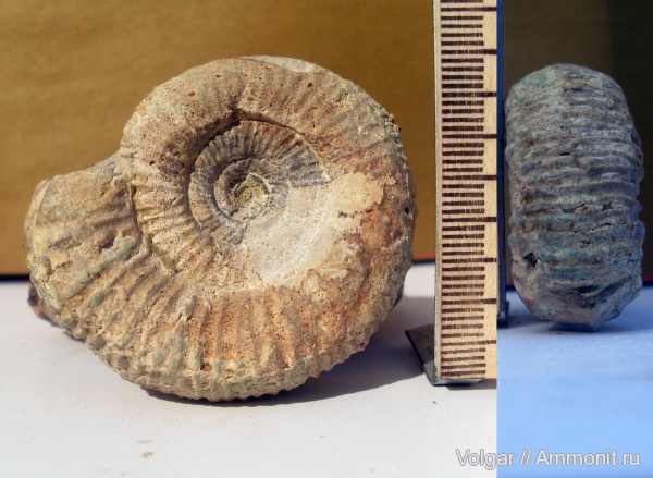 аммониты, юра, мезозой, Perisphinctes, Perisphinctidae, Ammonites, Ивановская область, Jurassic