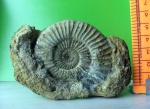 Perisphinctes sp.