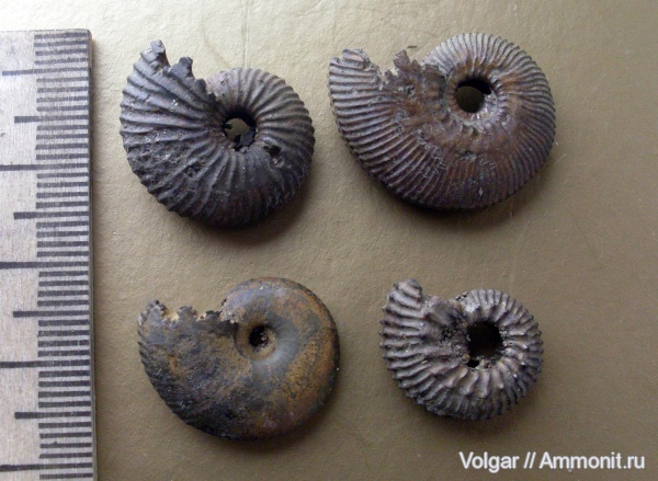 аммониты, юра, келловей, Rondiceras milaschevici, Kosmoceras jason, Pseudocadoceras homoeomorphum, Ammonites, Ивановская область, Kosmoceras tschernischewi, Callovian, Jurassic, Middle Jurassic