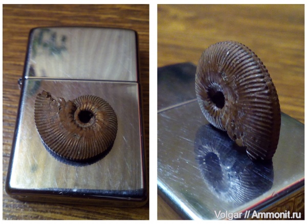 аммониты, моллюски, Kosmoceras, головоногие моллюски, Kosmoceras jason, Ammonites, Ивановская область