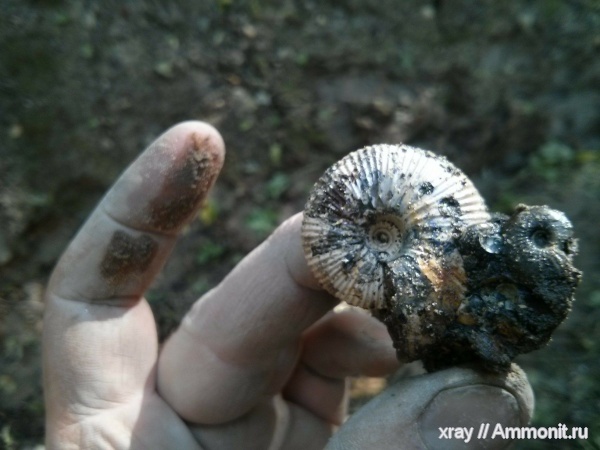 юра, нижний келловей, Костромская область, Keppelerites