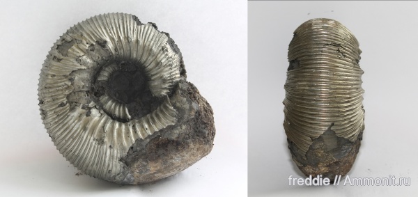 Kepplerites, Kepplerites  russiensis