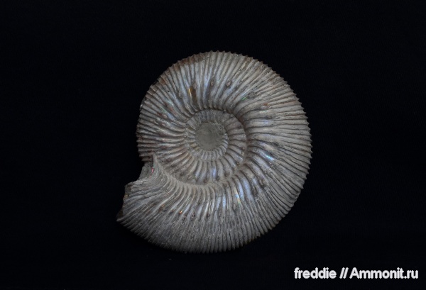 Kepplerites, Kosmoceratidae, Kepplerites russiensis, keppleritinae